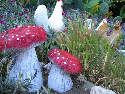 mushrooms and chickens